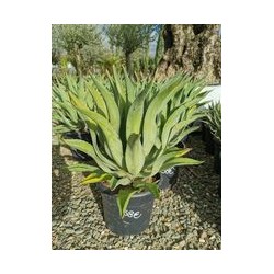 AGAVE GM