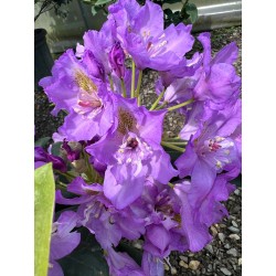 RHODODENDRON C7-10