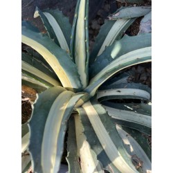 AGAVE MM